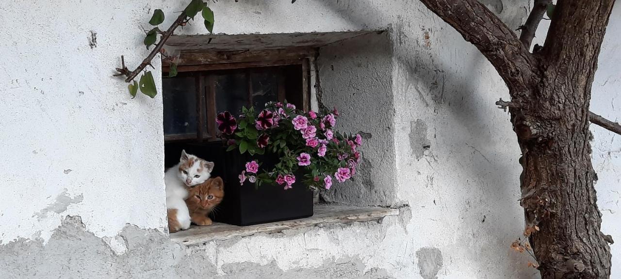 Luech Da Morgnun Villa San Vigilio Di Marebbe Kültér fotó